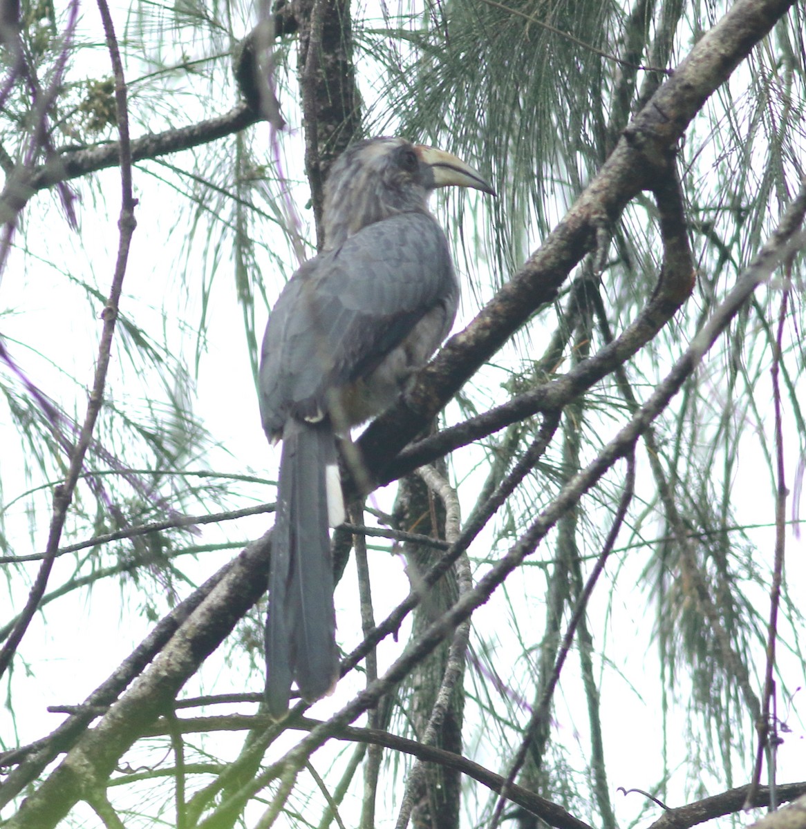 Malabar Gray Hornbill - ML621128656