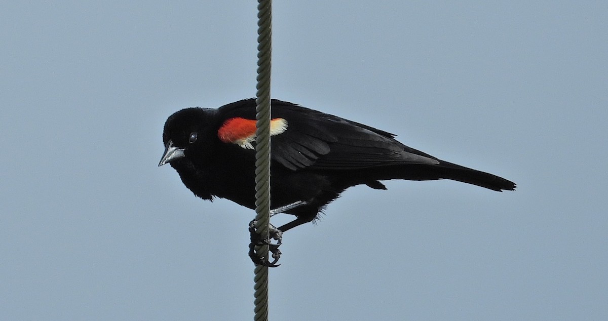 Red-winged Blackbird - ML621128665