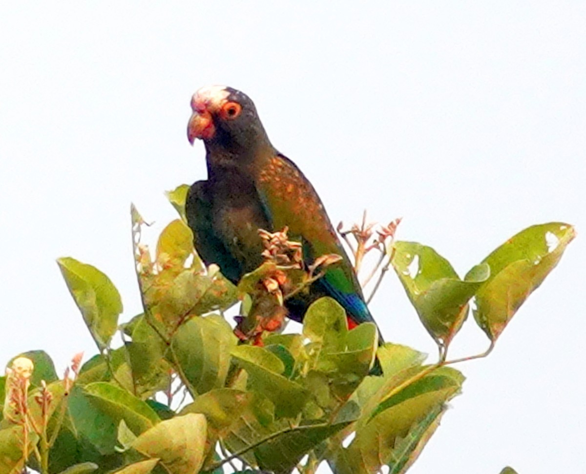 White-crowned Parrot - ML621128671