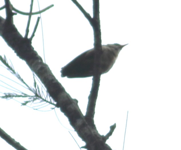 Velvet-fronted Nuthatch - ML621128673