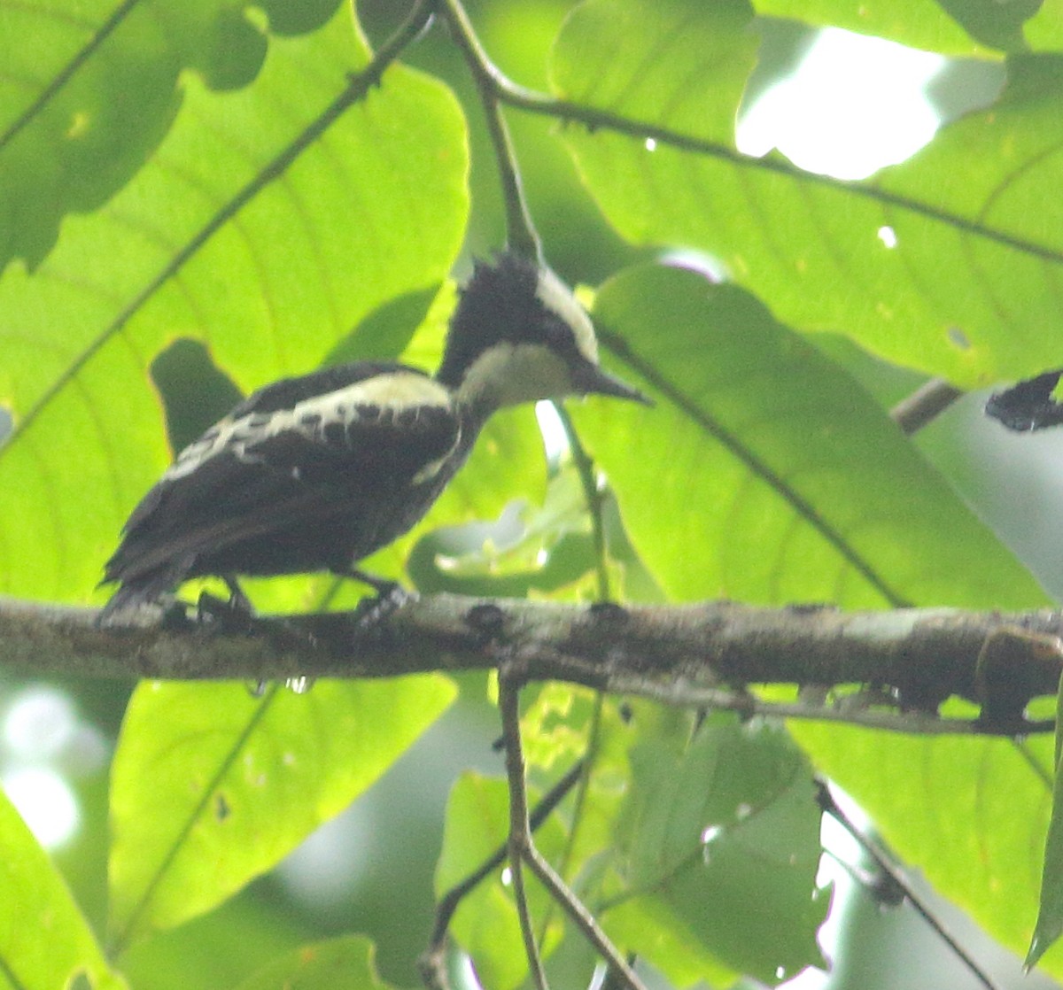 Heart-spotted Woodpecker - Savio Fonseca (www.avocet-peregrine.com)