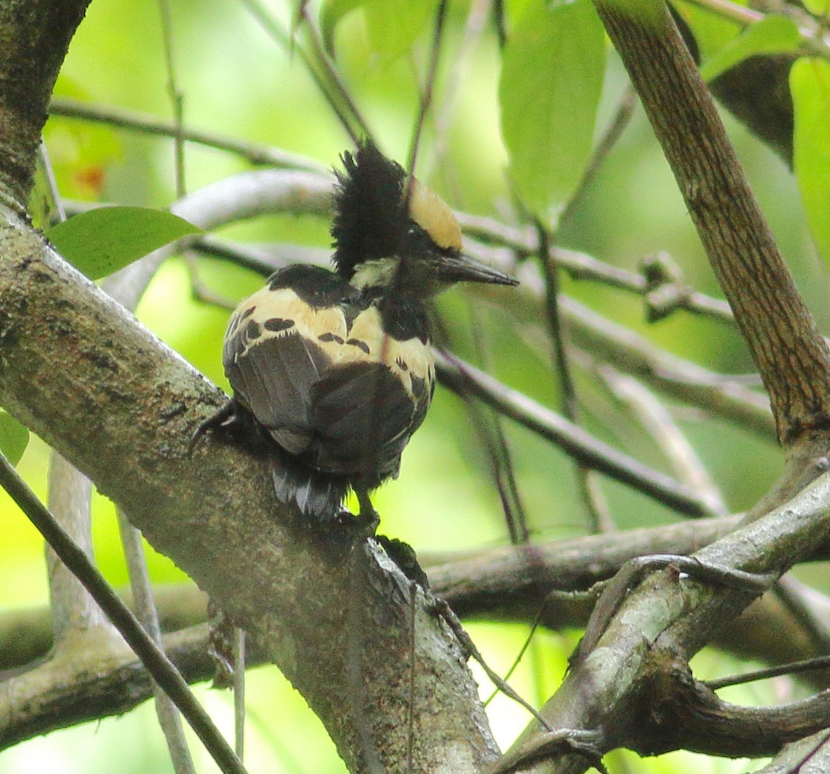 Heart-spotted Woodpecker - ML621128703
