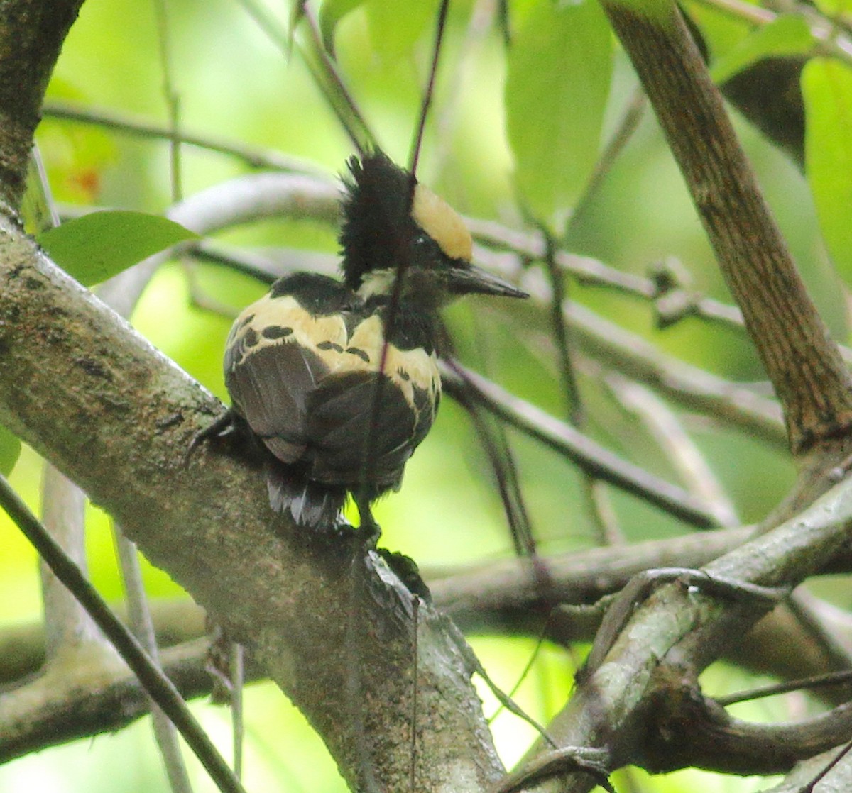 Heart-spotted Woodpecker - ML621128704
