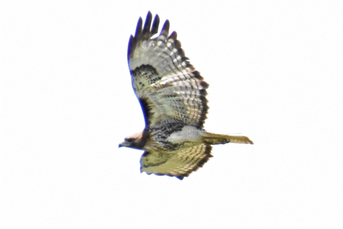 Red-tailed Hawk - Jerry Davis