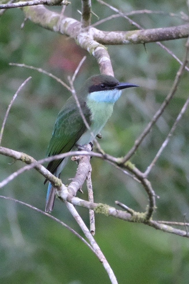 Blue-throated Bee-eater - ML621128716