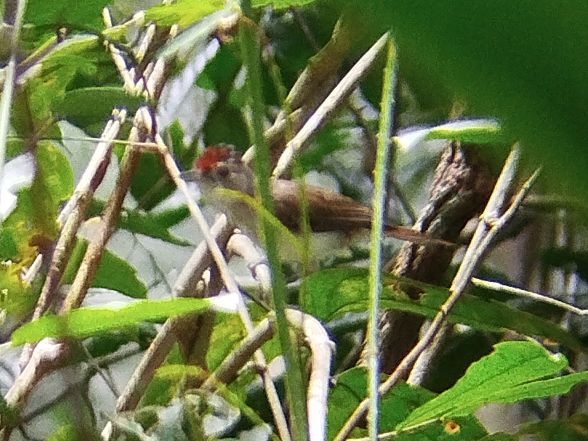 Rufous-crowned Babbler - ML621128720