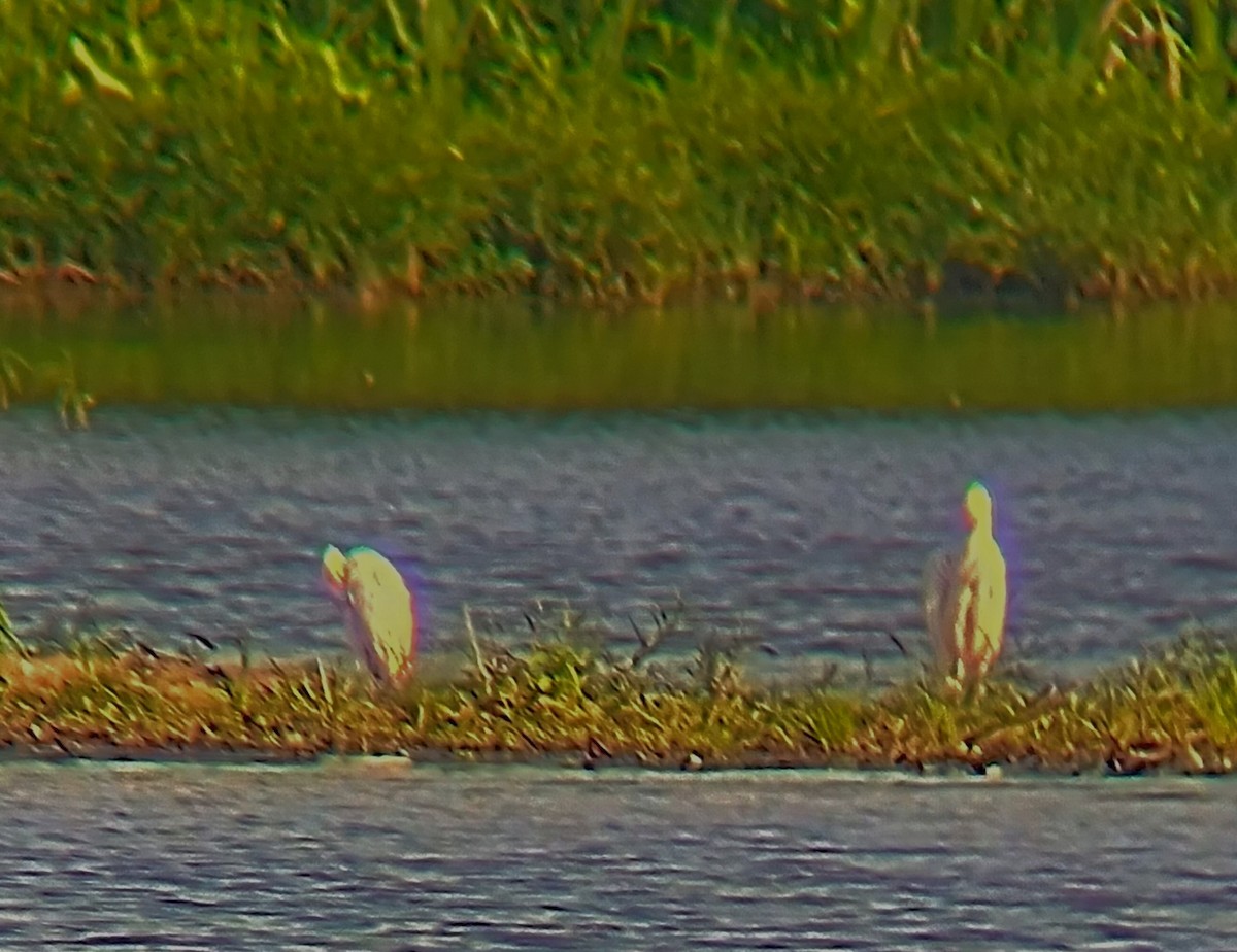 Little Blue Heron - ML621128757