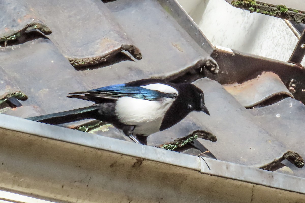 Eurasian Magpie - ML621128778