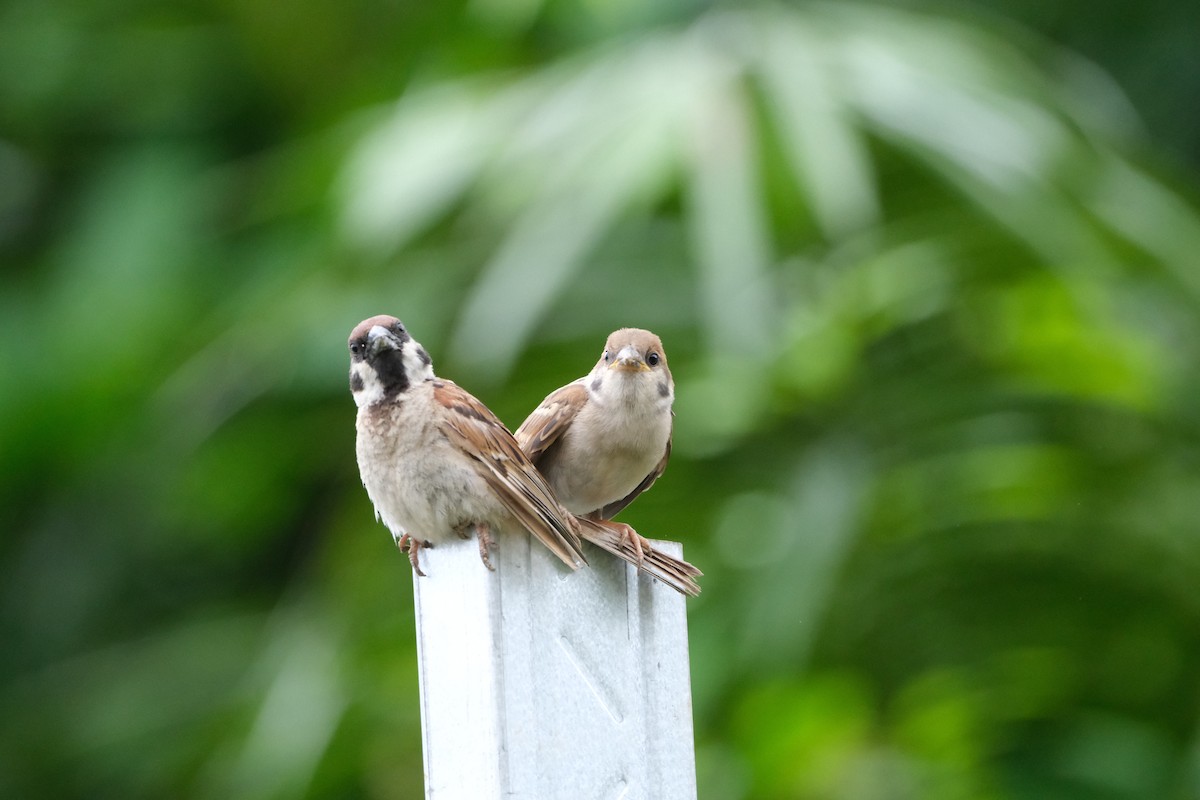 Eurasian Tree Sparrow - ML621128786