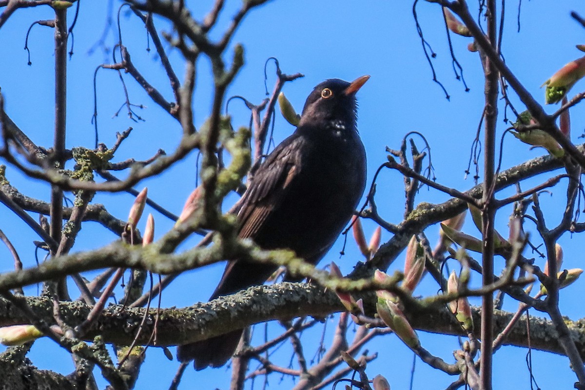 Eurasian Blackbird - ML621128790