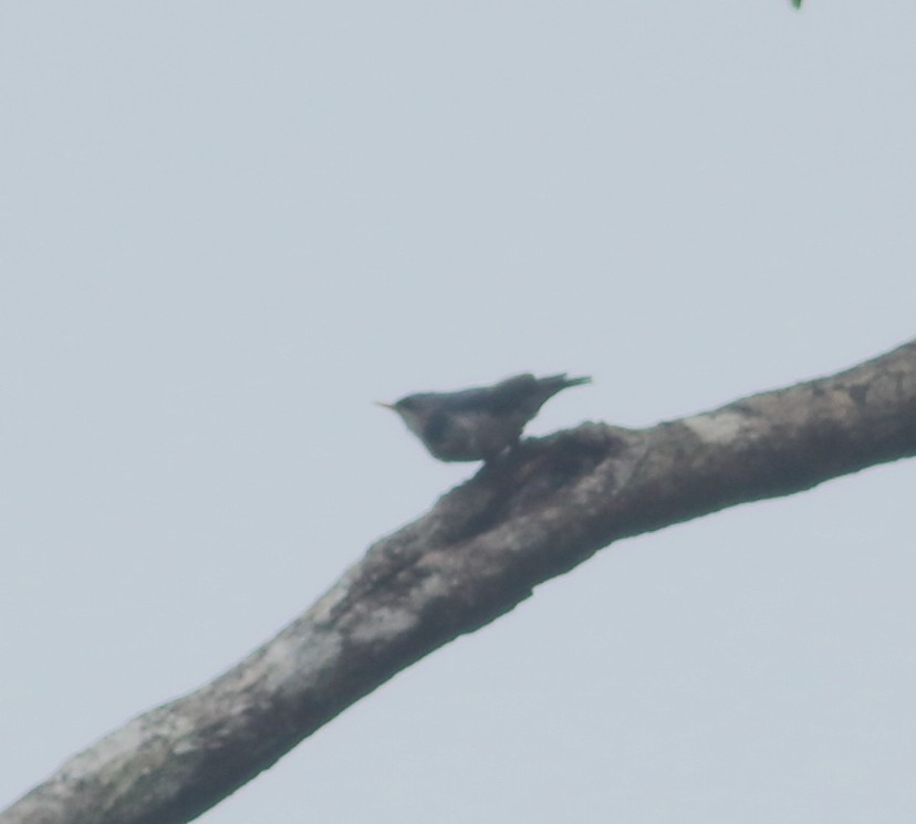 Velvet-fronted Nuthatch - ML621128793