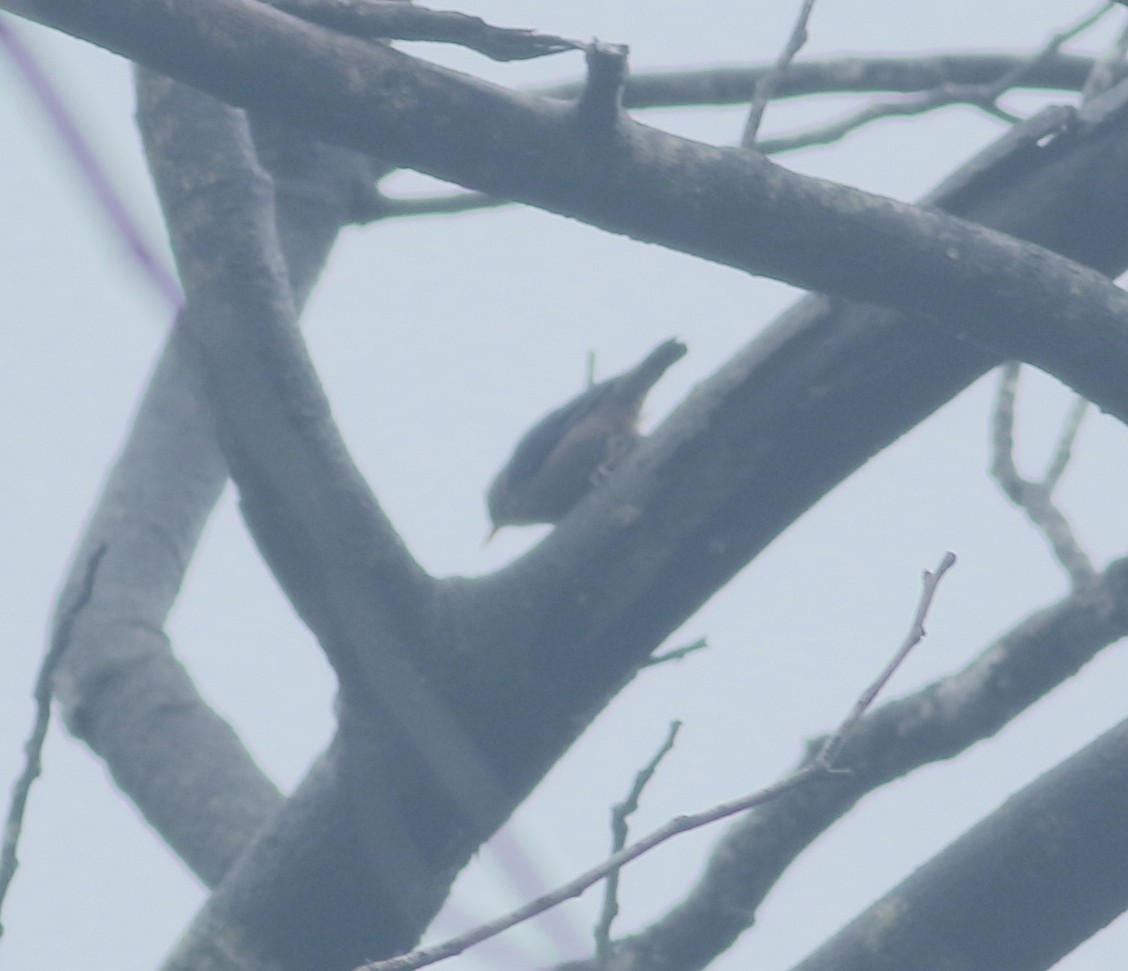Velvet-fronted Nuthatch - ML621128795