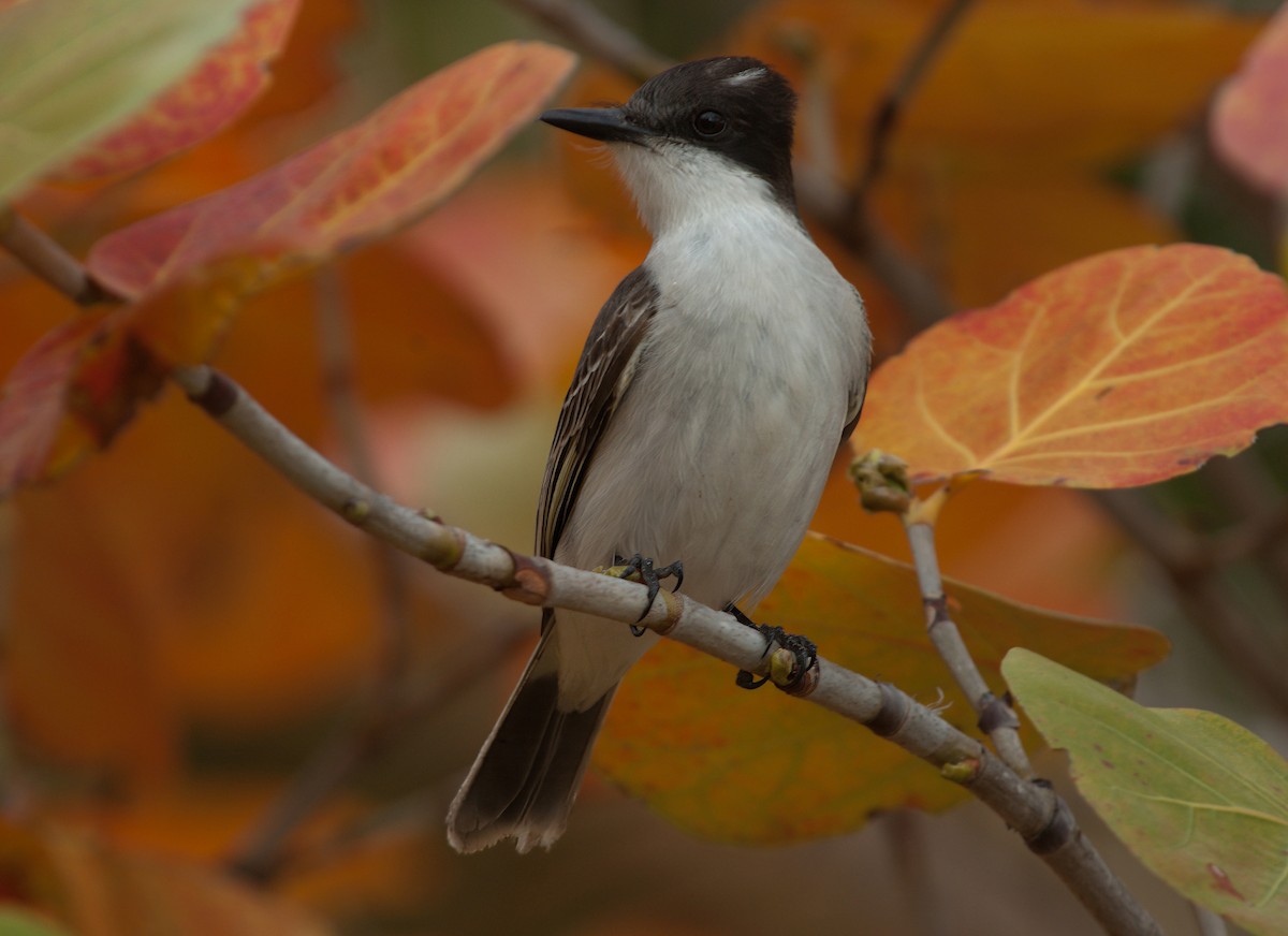 Loggerhead Kingbird - ML621128804
