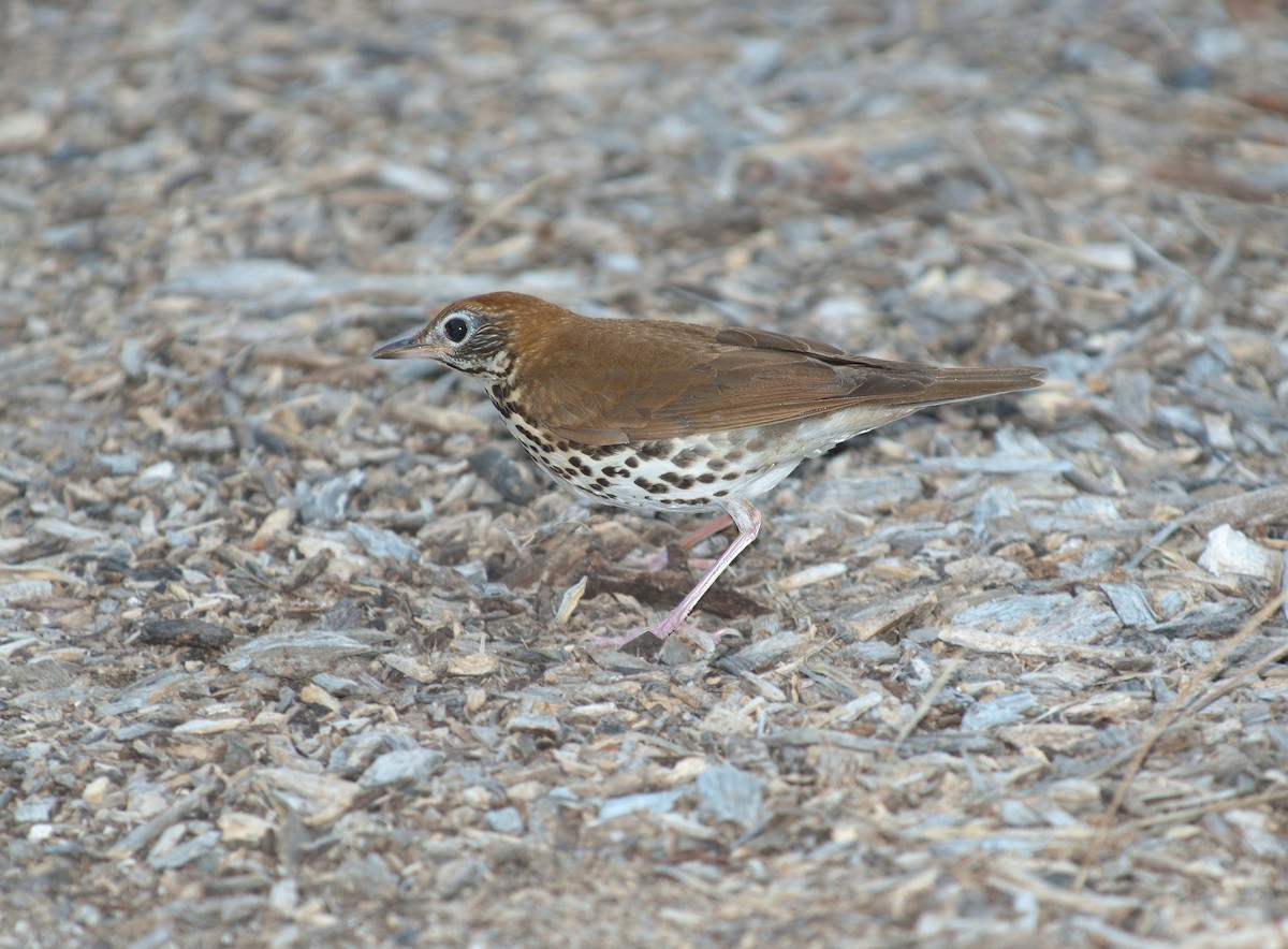 Wood Thrush - ML621128812