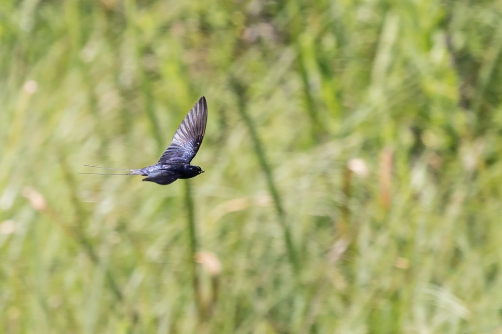 Montane Blue Swallow - ML621128816