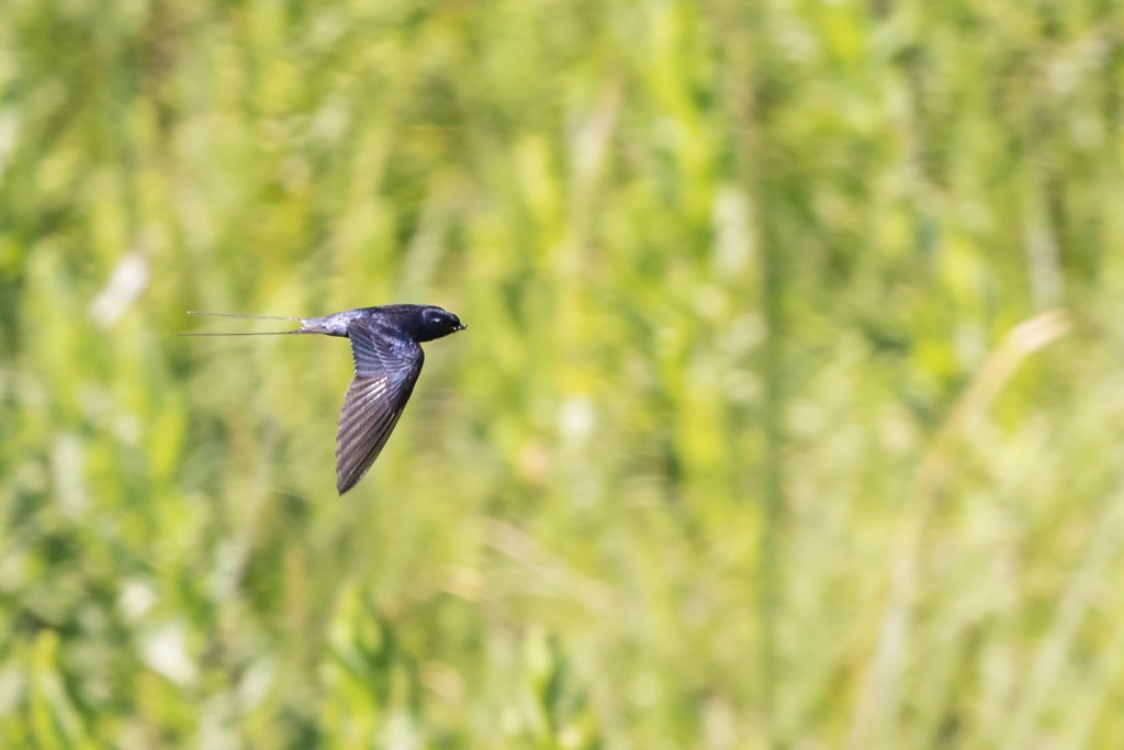 Montane Blue Swallow - ML621128818