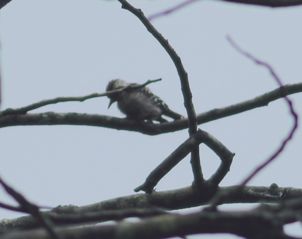 Brown-capped Pygmy Woodpecker - ML621128836