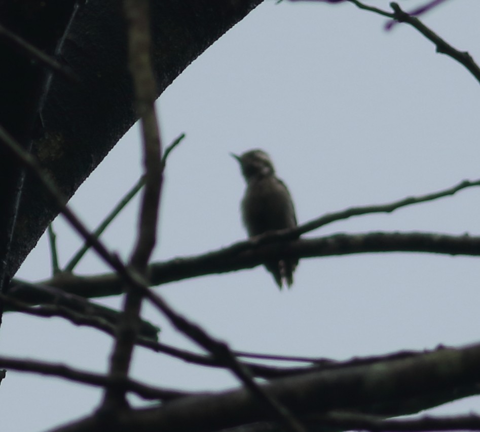 Brown-capped Pygmy Woodpecker - ML621128842
