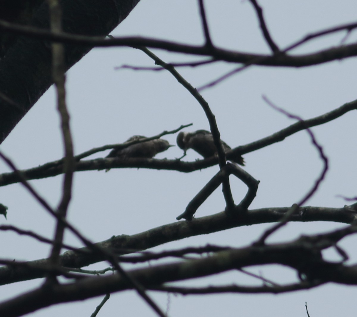 Brown-capped Pygmy Woodpecker - ML621128843