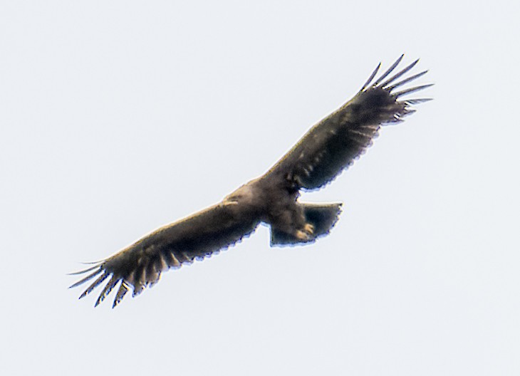 Lesser Spotted Eagle - ML621128889