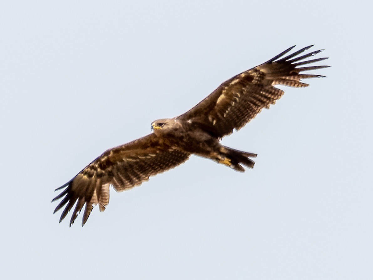 Lesser Spotted Eagle - ML621128890