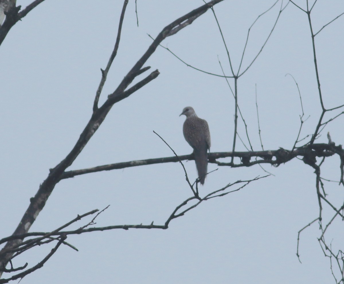 Spotted Dove - ML621128925