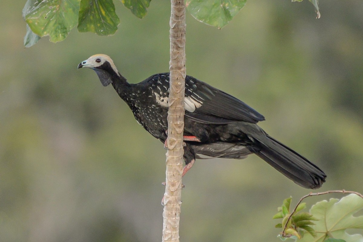 Blue-throated Piping-Guan - ML621128940
