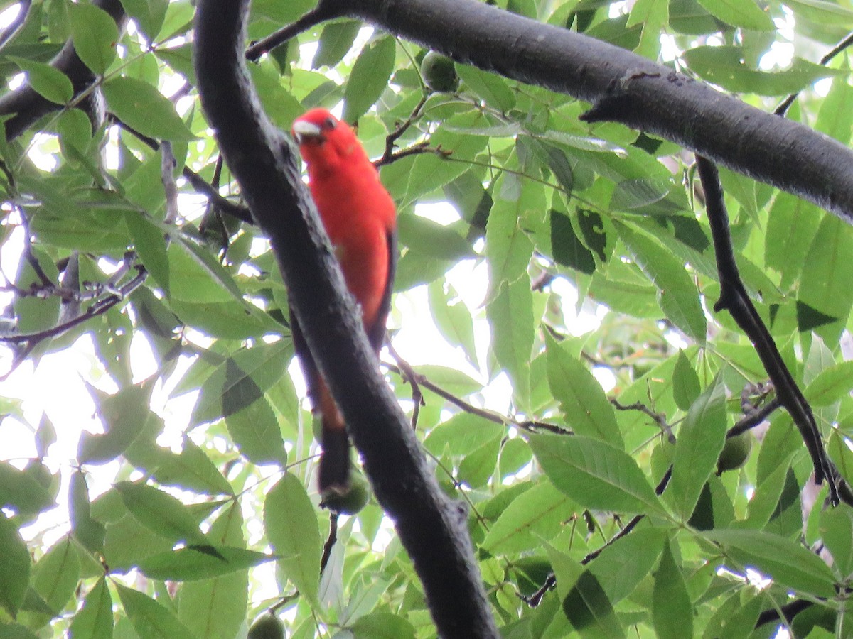 Scarlet Tanager - ML621128941