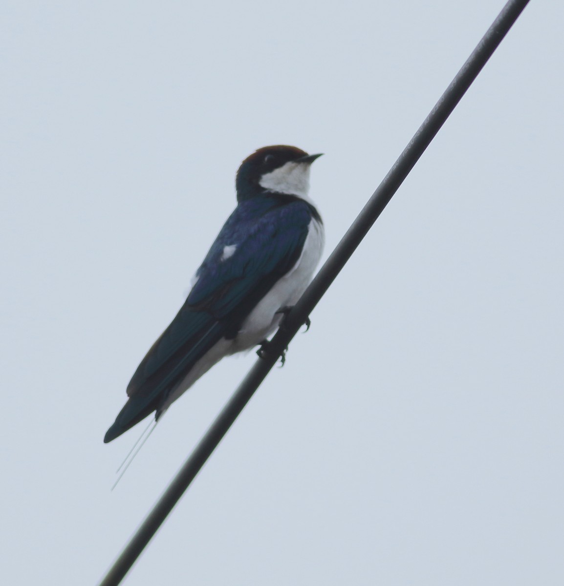 Wire-tailed Swallow - ML621128959
