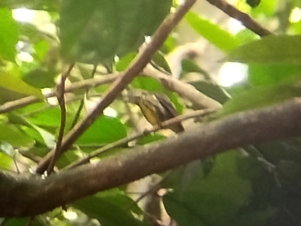 Yellow-breasted Flowerpecker - ML621128961