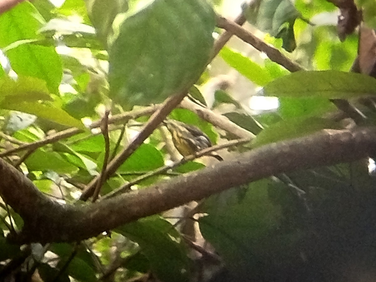 Yellow-breasted Flowerpecker - ML621128962