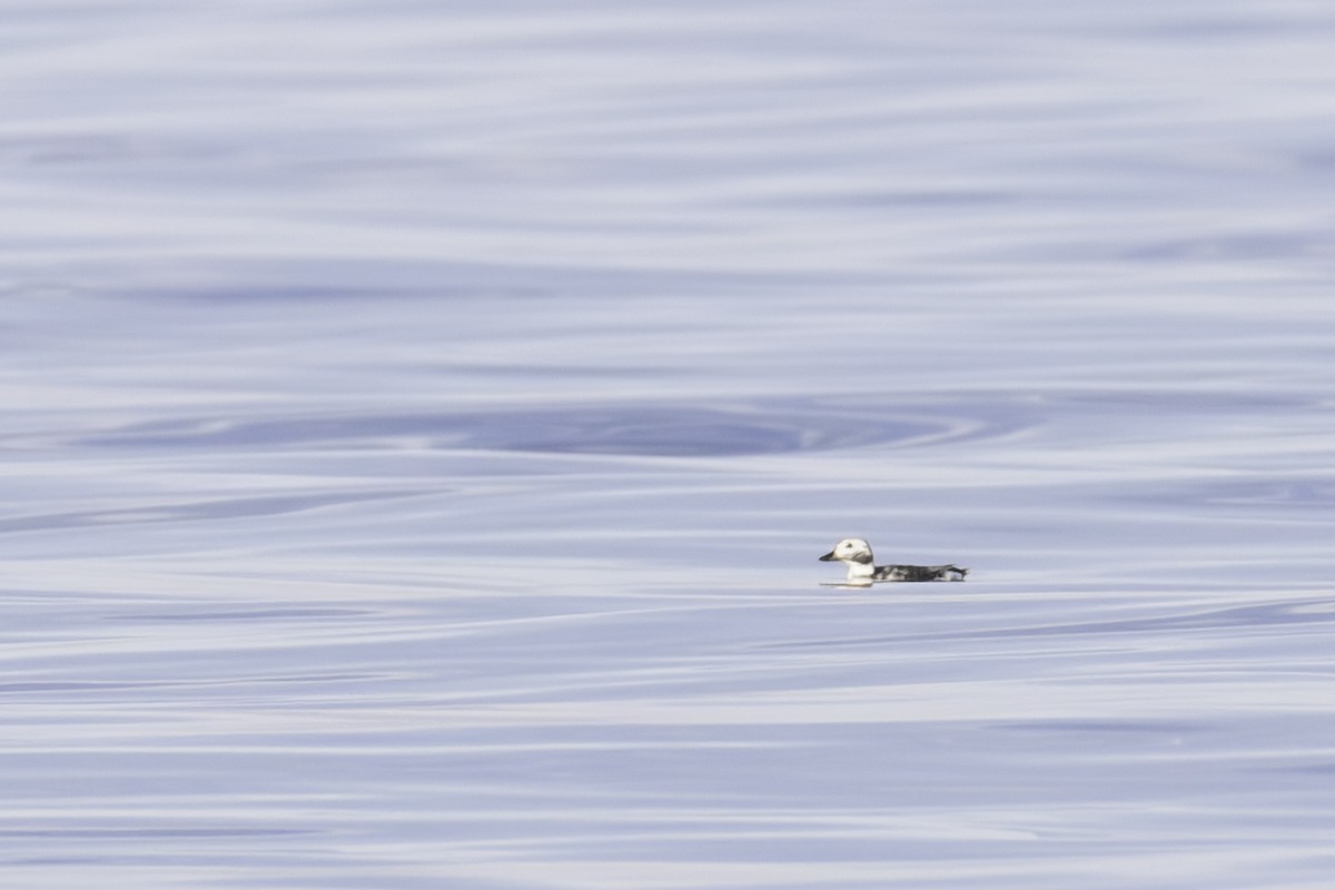 Long-tailed Duck - ML621128996