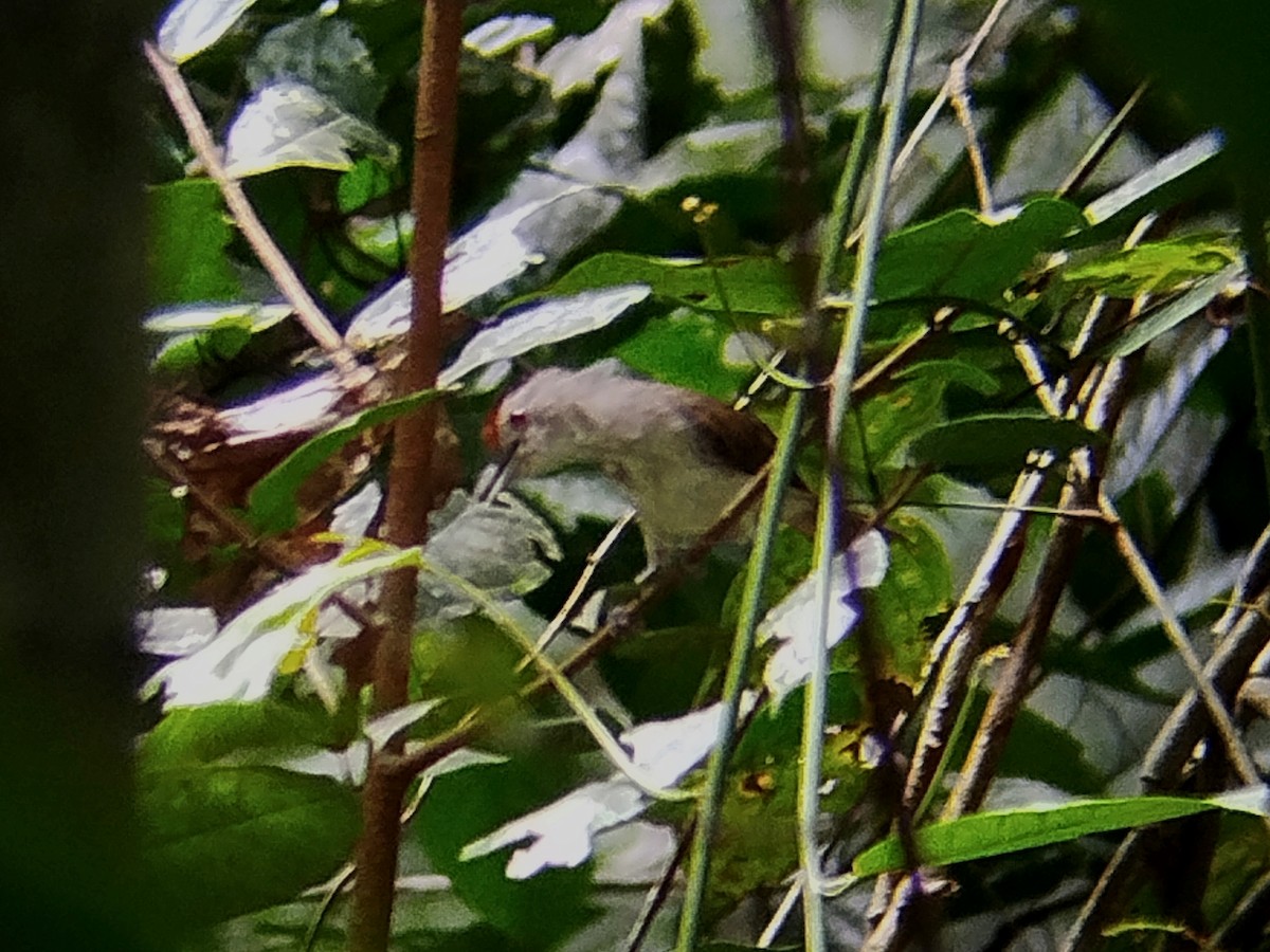 Rufous-crowned Babbler - ML621129002