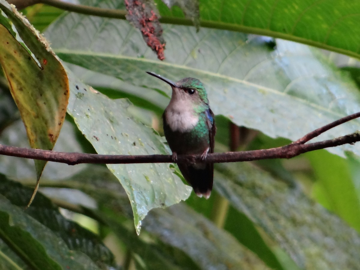 kolibřík vidloocasý [skupina fannyae] - ML621129013