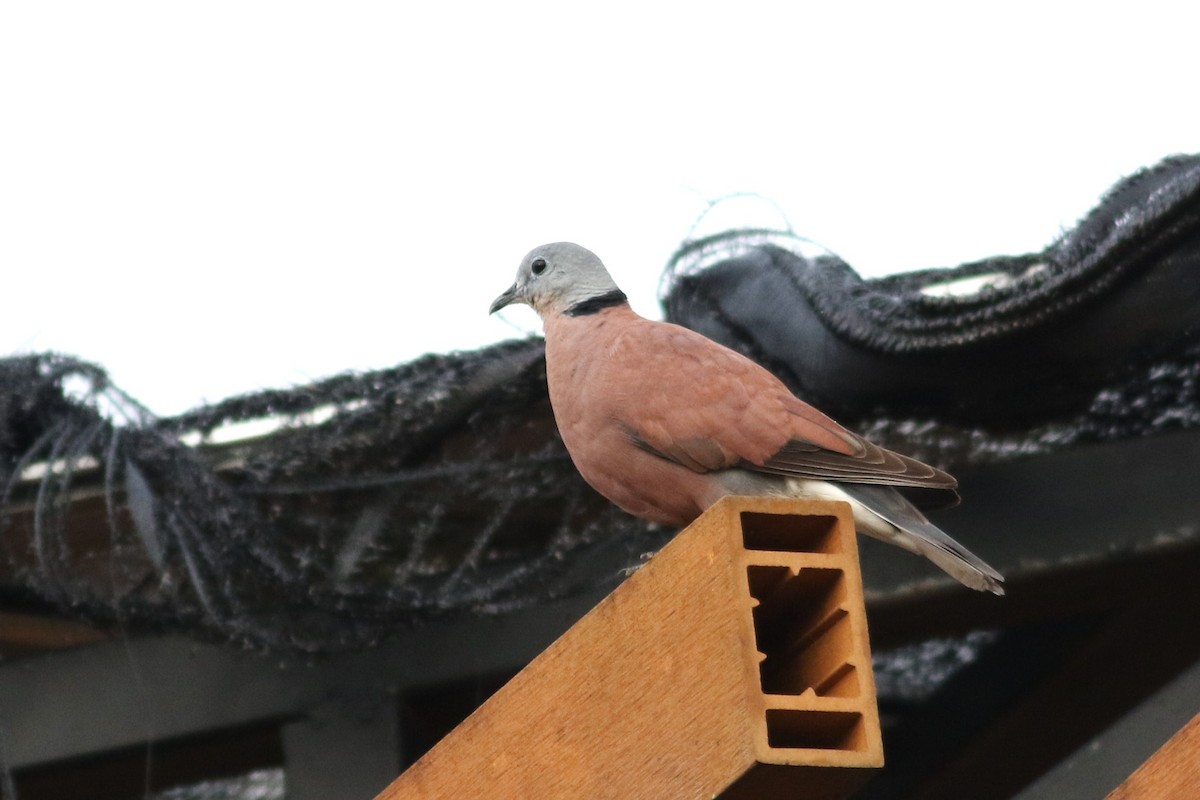 Red Collared-Dove - ML621129075