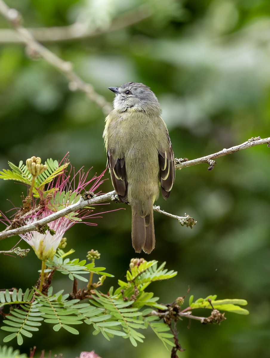 Yellow-crowned Tyrannulet - ML621129087
