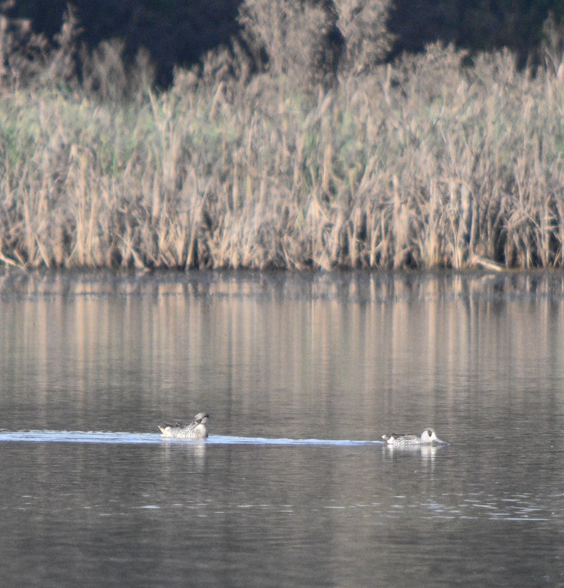 Pink-eared Duck - ML62112911