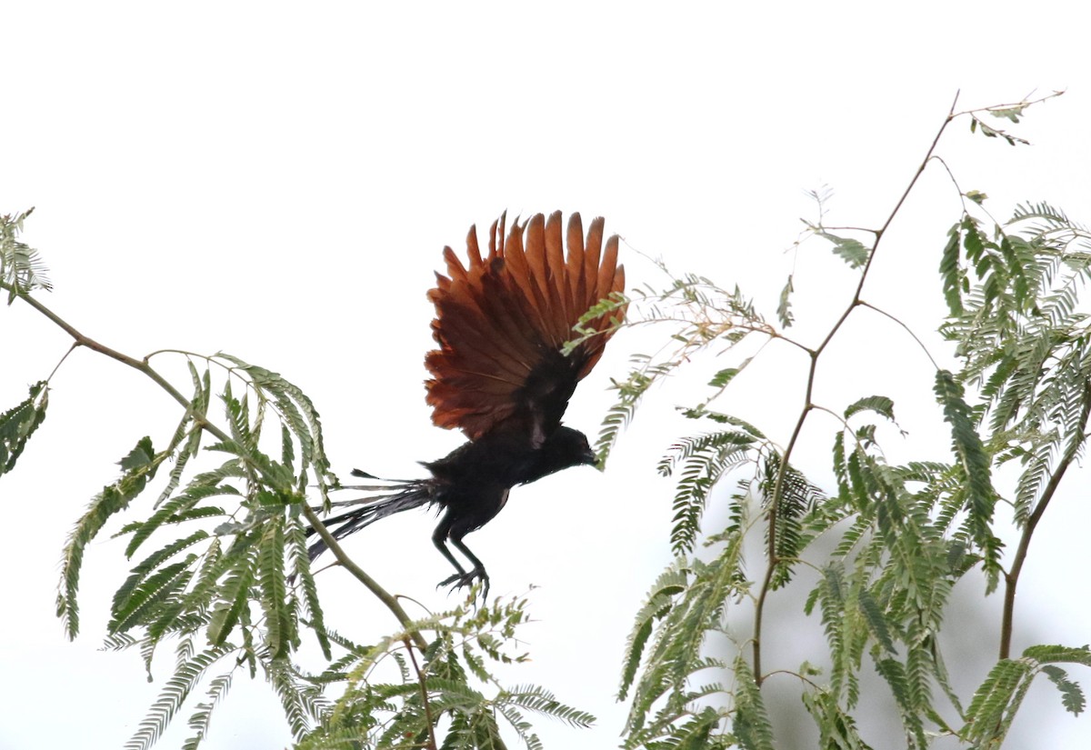 Greater Coucal - ML621129126