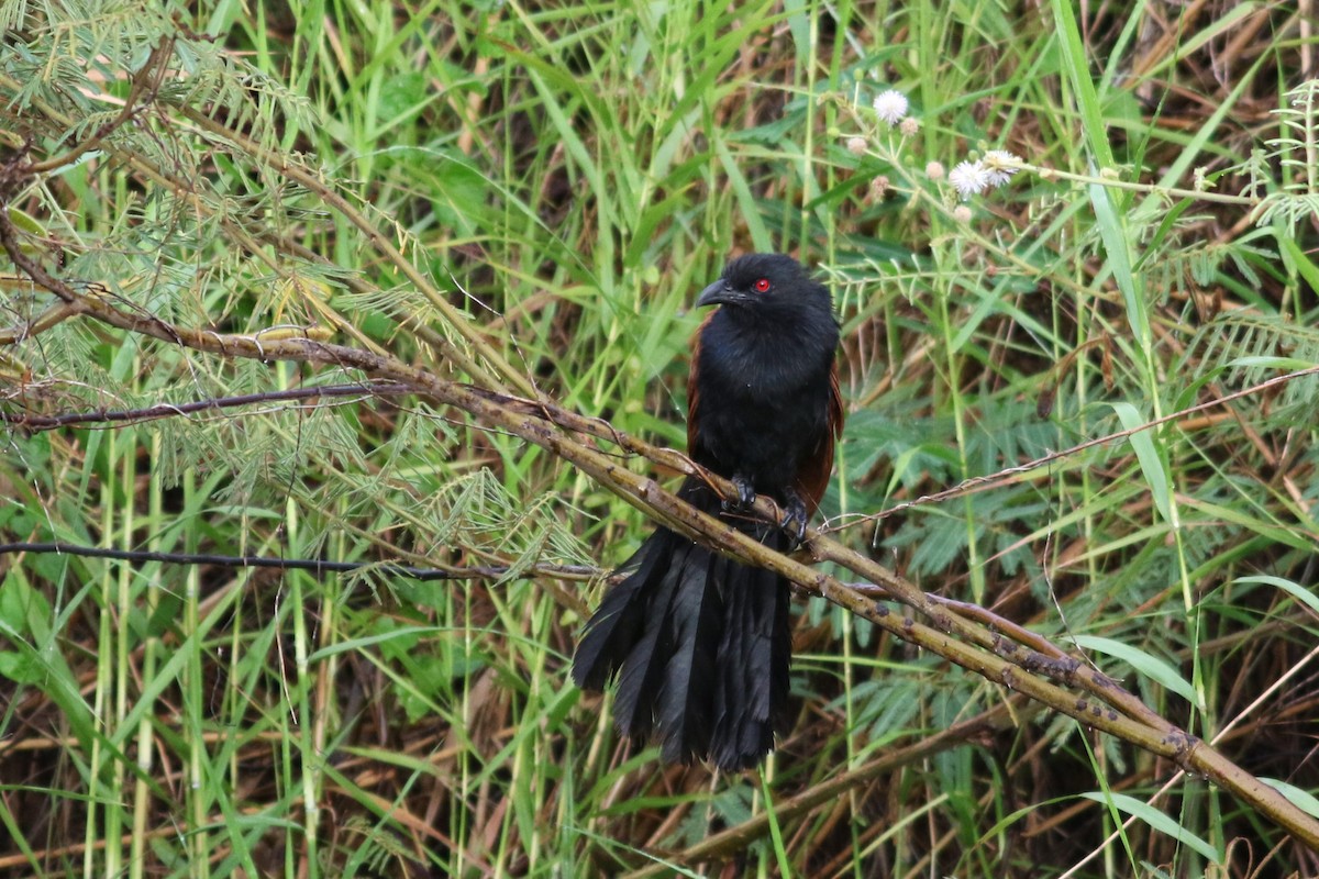 Greater Coucal - ML621129129