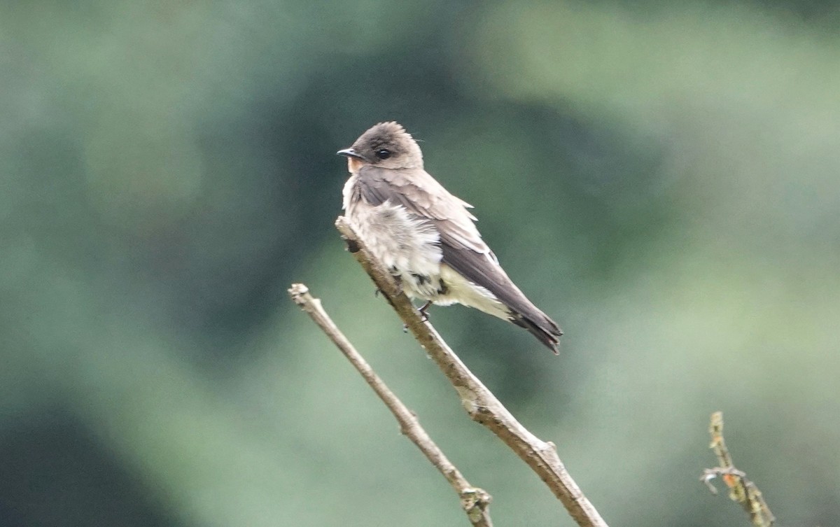 Southern Rough-winged Swallow - TK Birder