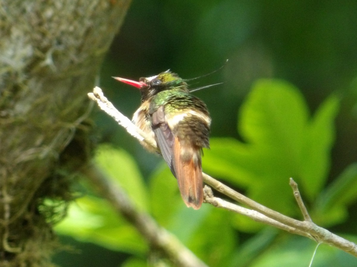 White-crested Coquette - ML621129164