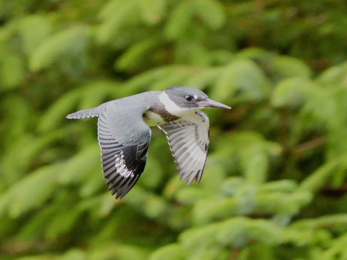 Belted Kingfisher - ML621129173
