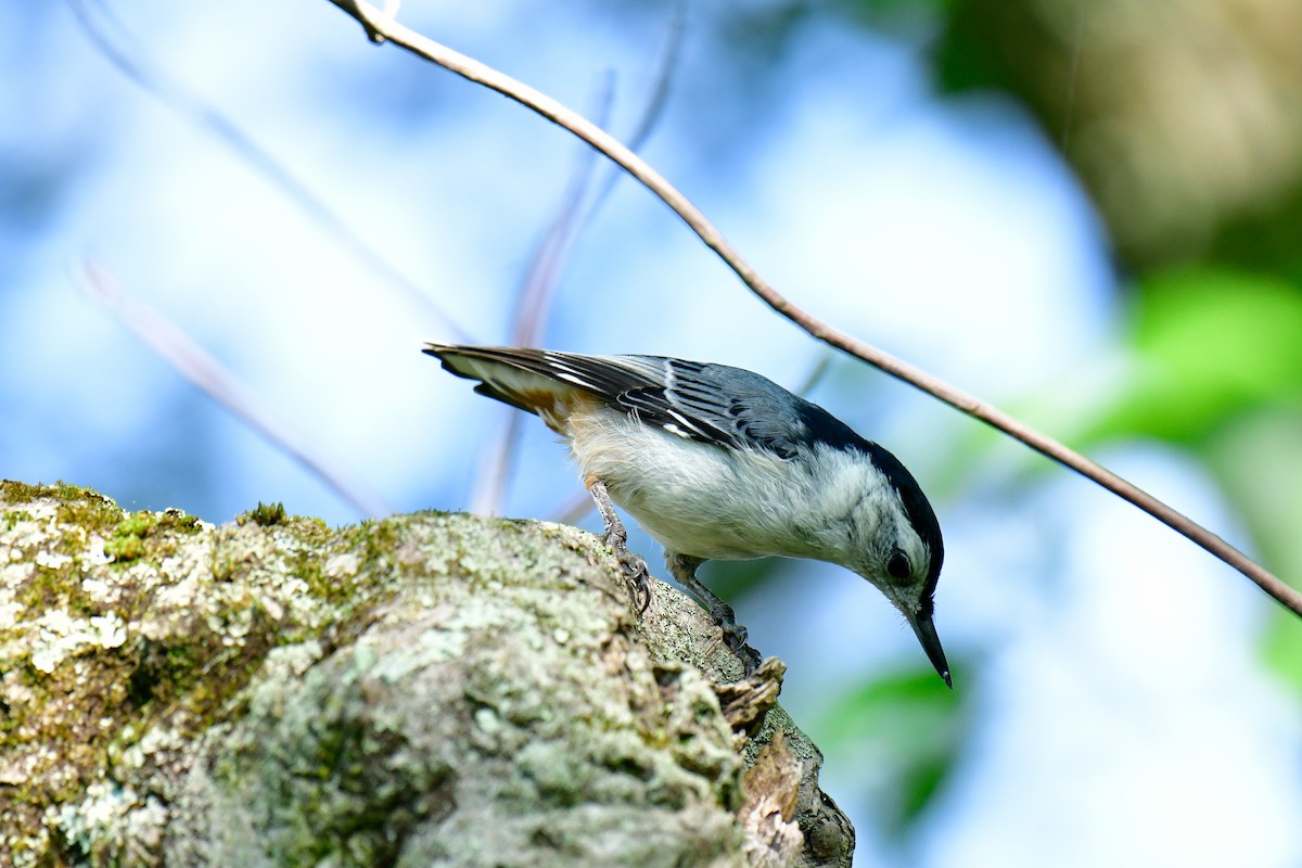 White-breasted Nuthatch - ML621129187