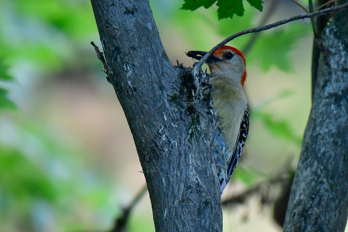 Red-bellied Woodpecker - ML621129201