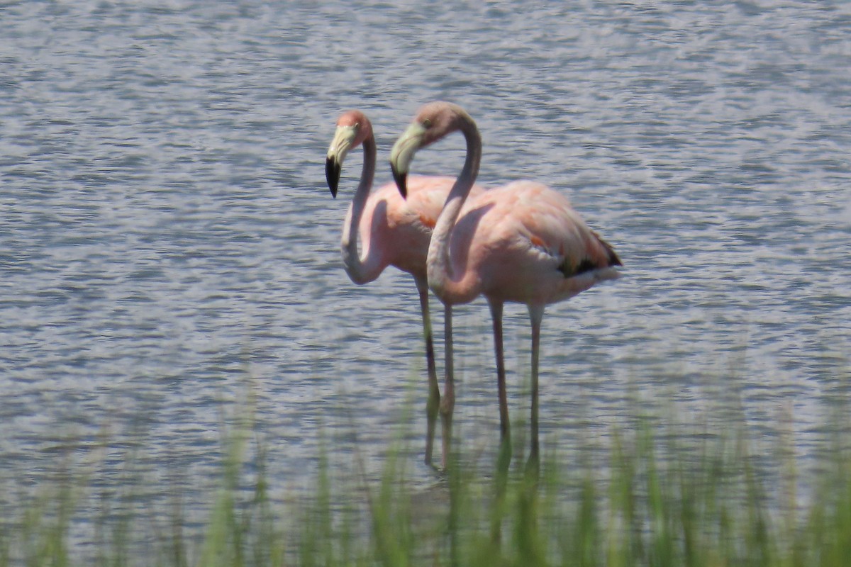 American Flamingo - ML621129213