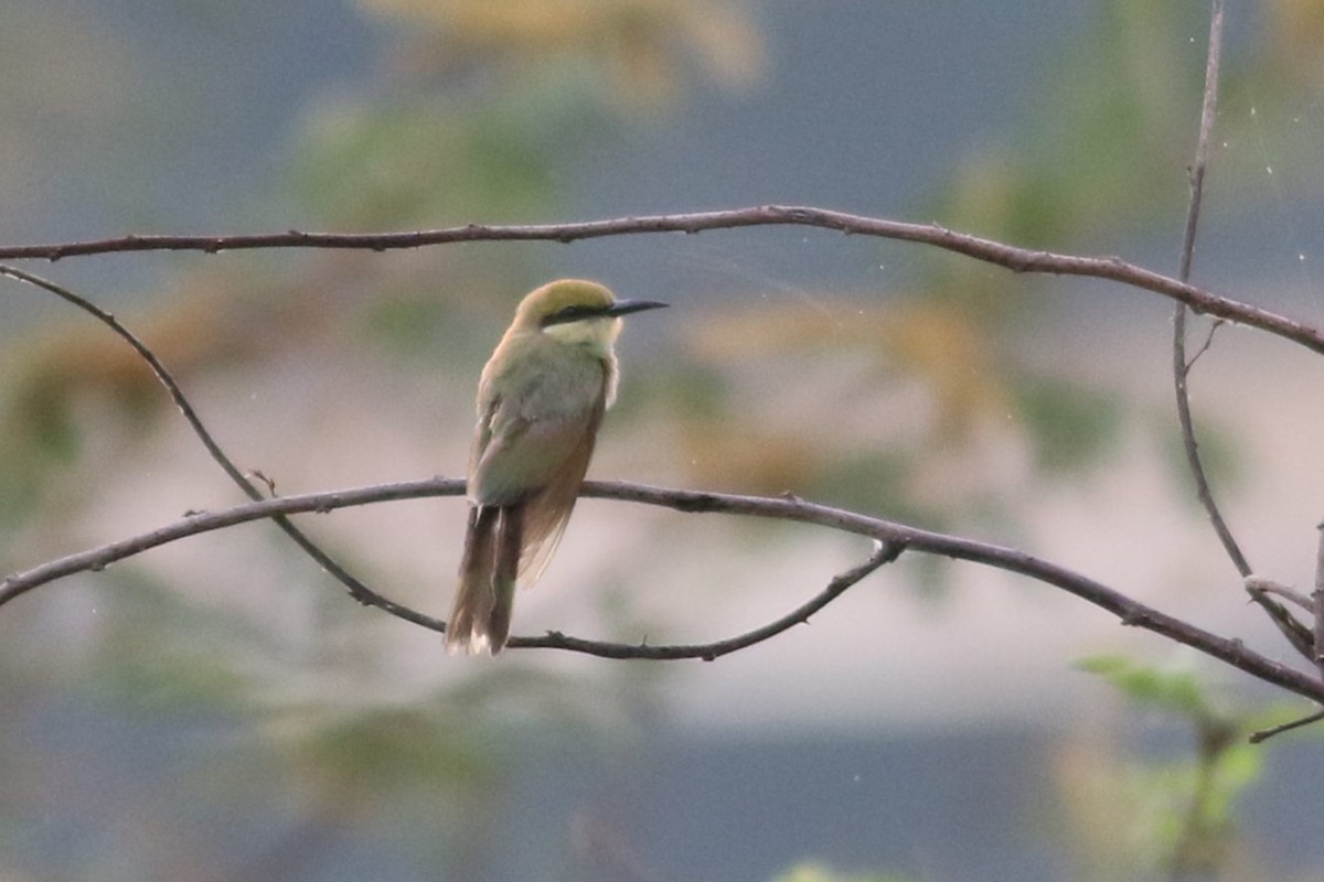 Asian Green Bee-eater - ML621129214