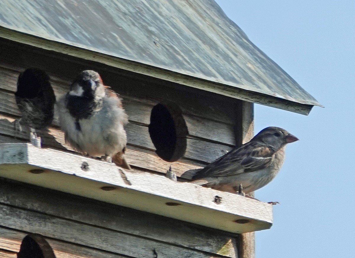 House Sparrow - ML621129248