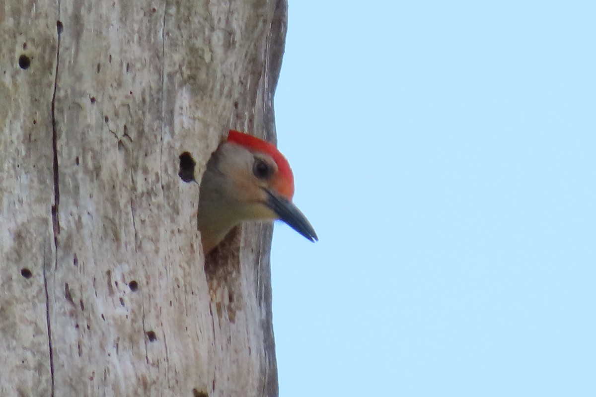 Red-bellied Woodpecker - ML621129280