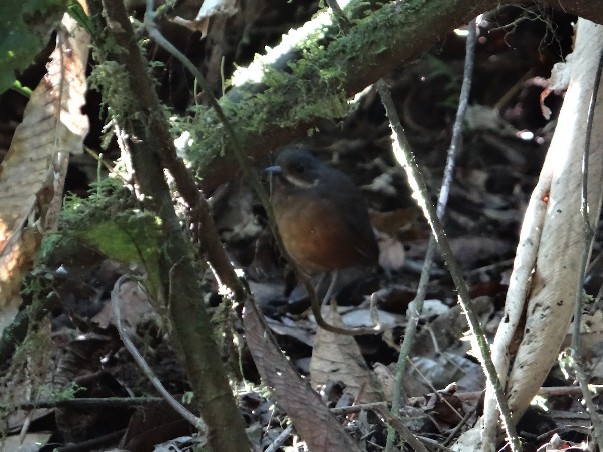 Moustached Antpitta - ML621129282