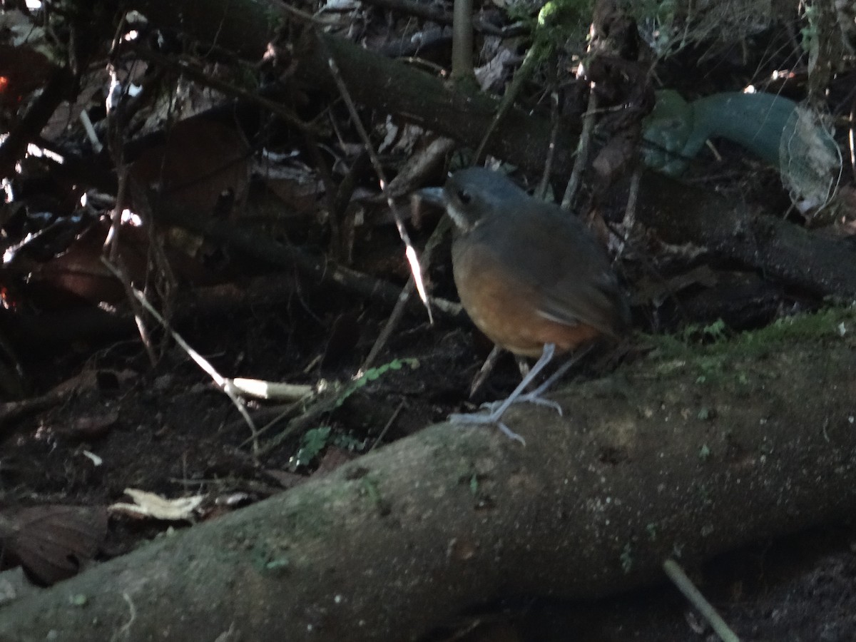Moustached Antpitta - ML621129289